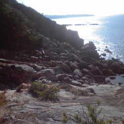 イシガキダイとサンノジハゲ